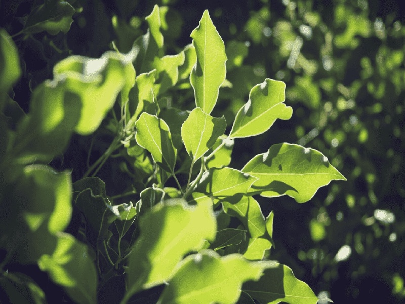 糖类抗原125 试管,未婚女孩做试管